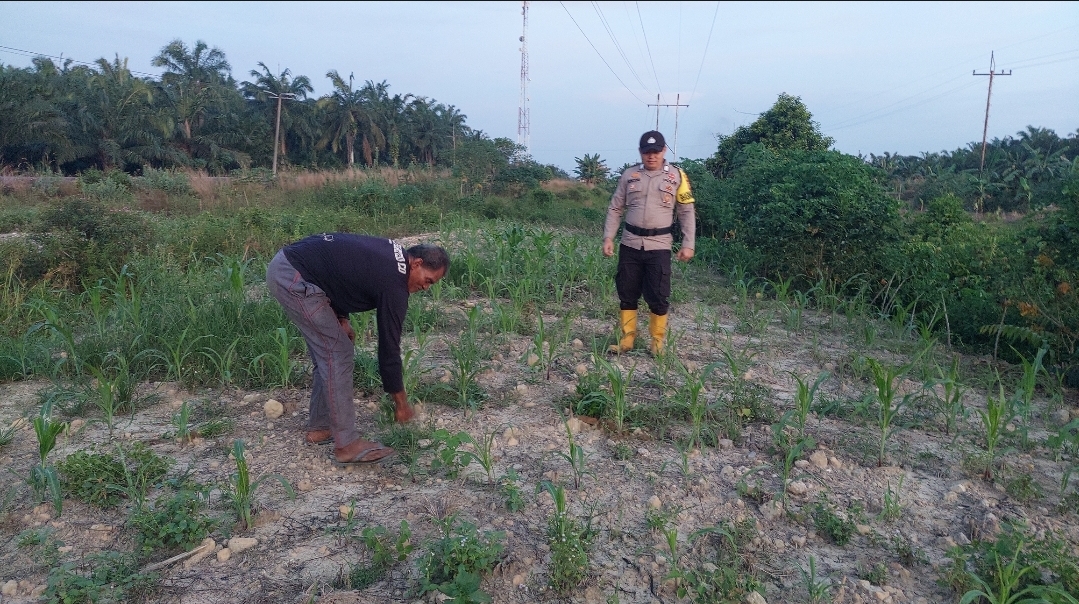 Bhabinkamtibmas Polsek Rantau Kopar Monitoring Tanaman Jagung Pipil di Kec. Rantau Kopar